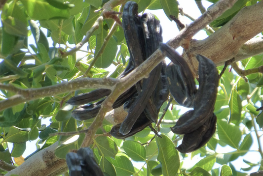 10 Surprising Health Benefits of Carob Honey