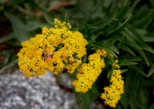 The Different Uses Of Honey ... - The Olive Hive