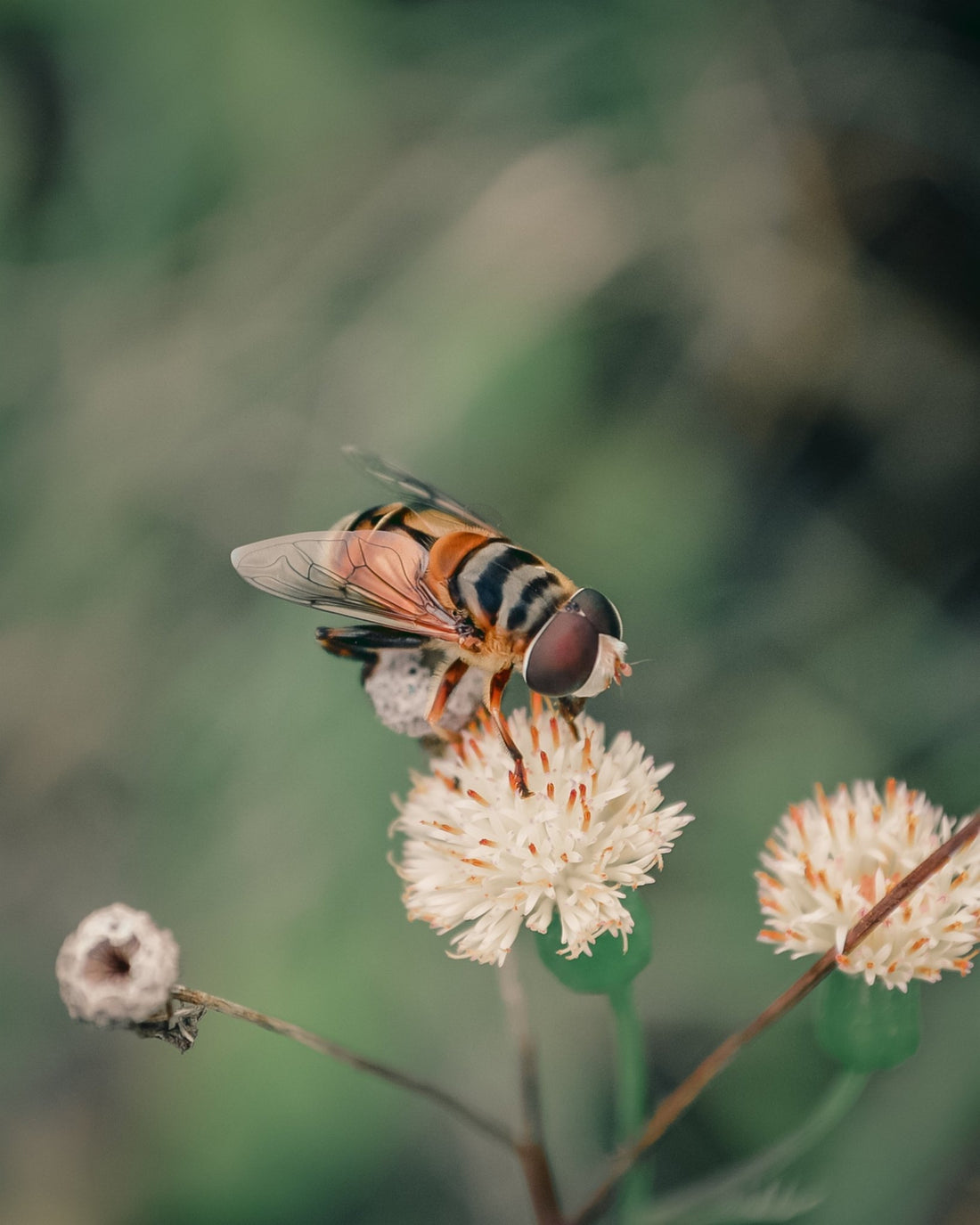 Beekeeping - The Olive Hive